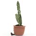 Jellycat Amuseable Monstera Plant