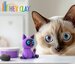 Hey Clay Fluffy Pets, Siamese Cat - 3 Cans, 5 Colour