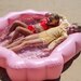 Sunnylife Inflatable Backyard Pool Ocean - Treasure Rose